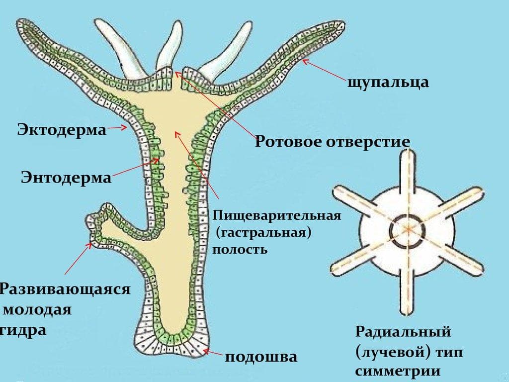 Официальная ссылка на кракен в тор